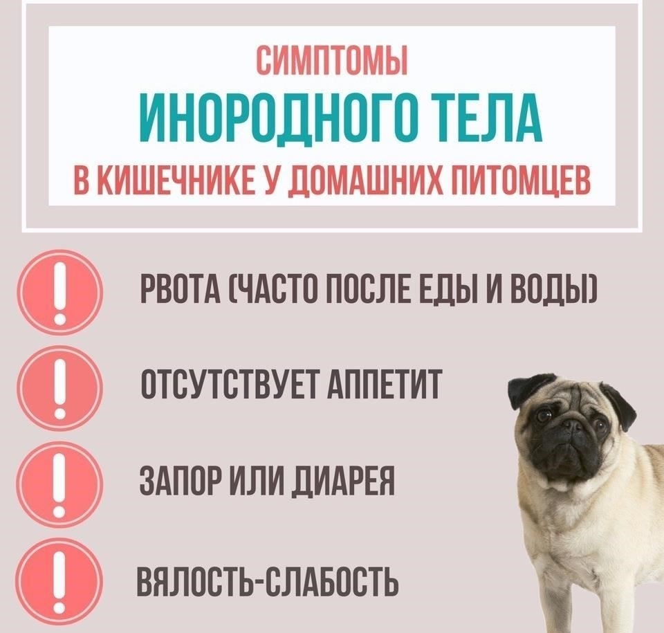 Как лечить травму у собаки: Неотложные действия и советы по восстановлению