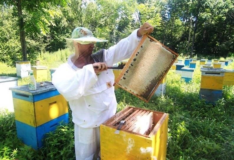 Понимание сроков взятки в пчеловодстве